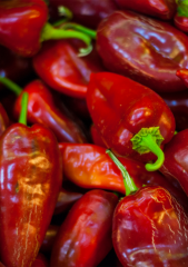 Yağlık Kapya Biber Tohumu 5 gr