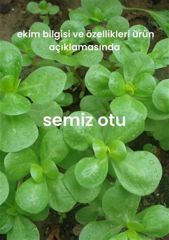 Yeşillik Tohumları 13 Çeşit