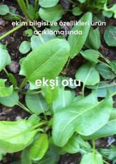 Yeşillik Tohumları 13 Çeşit