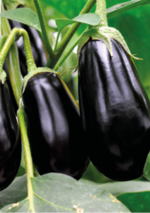 Topan Patlıcan Tohumu 5 gr