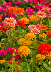 Zinnia Çiçek Tohumu 25 adet