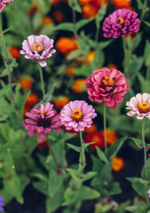 Zinnia Çiçek Tohumu 25 adet