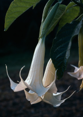 Beyaz Datura Çiçek Tohumu