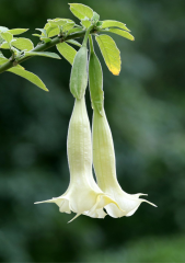 Beyaz Datura Çiçek Tohumu