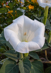 Beyaz Datura Çiçek Tohumu