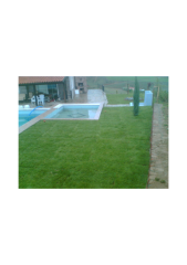 Meadow Çim Tohumu 10 kg