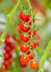 Cherry Domates Tohumu 400 adet tohum