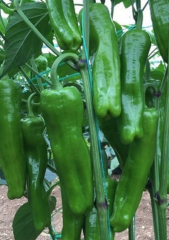 Mazamort Üç Burun Biber Tohumu 5 gr