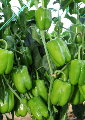 Kandil Dolma Biber Tohumu 5 gr
