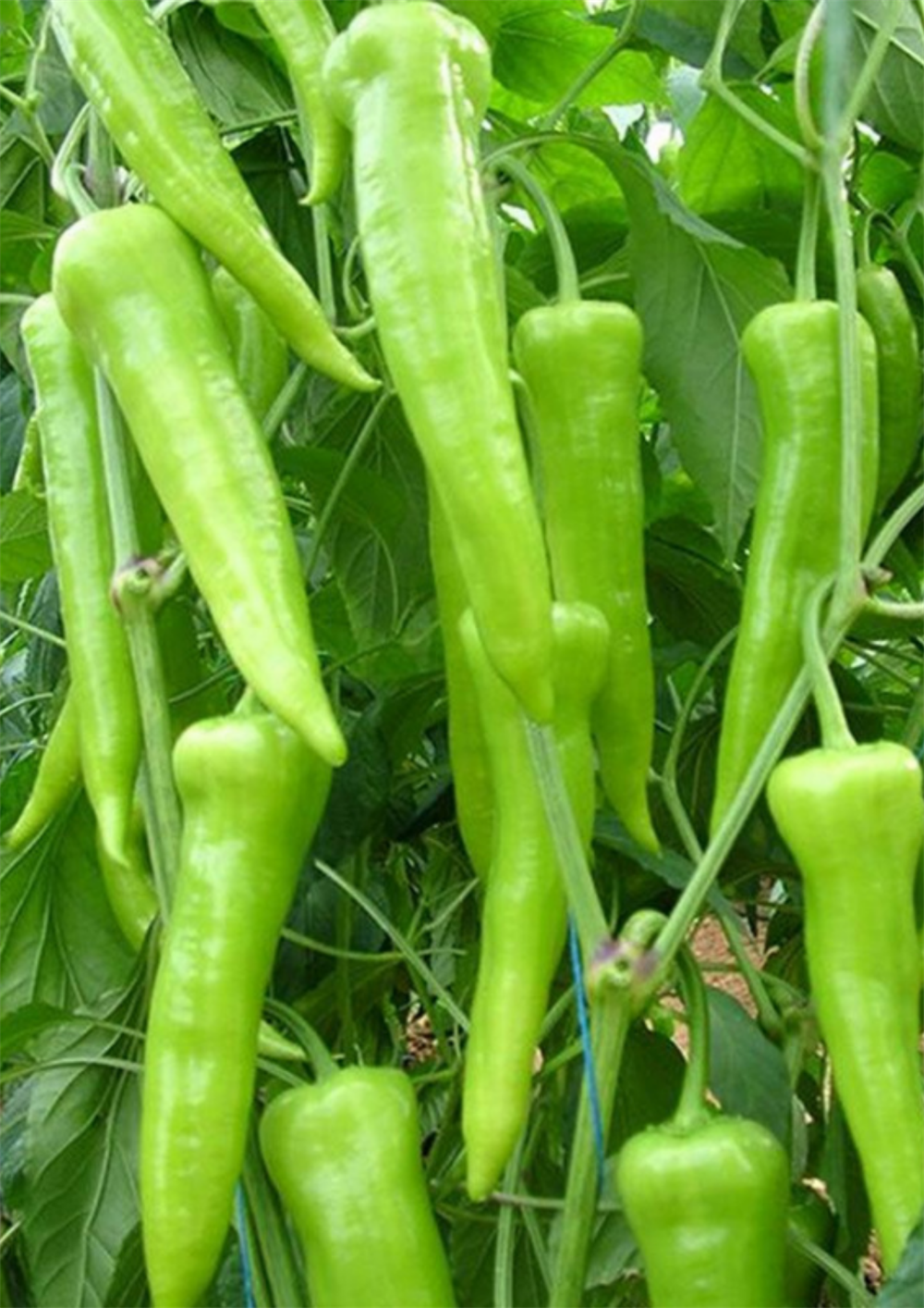 Yalova Çarliston Biber Tohumu 5 gr