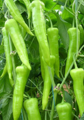 Yalova Çarliston Biber Tohumu 5 gr