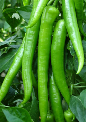 Demre Sera Biber Tohumu 5 gr