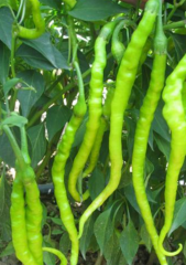 Kıl Tatlı Biber Tohumu 5 gr