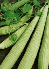 Acur Tohumu 5 gr