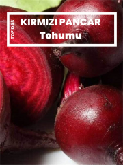 Kırmızı Pancar Tohumu 3 gr