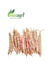 Barbunya Tohumu 25 gr