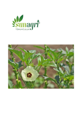 Bamya Sultani Çeşidi 10 gr