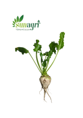 Şeker Pancarı Tohumu 10 g