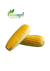 Süt Mısır Tohumu 10 gr