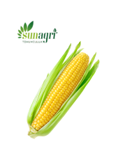 Süt Mısır Tohumu 10 gr