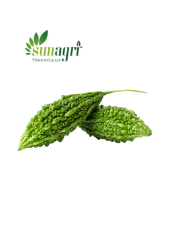 Kudret Narı Tohumu