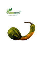 Süs Kabağı Tohumu
