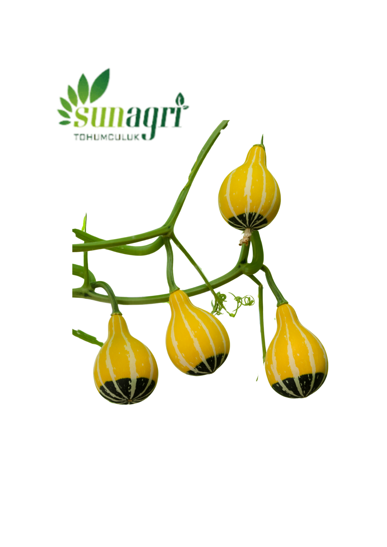 Süs Kabağı Tohumu