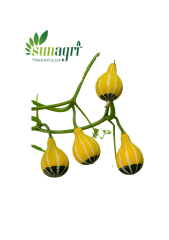 Süs Kabağı Tohumu
