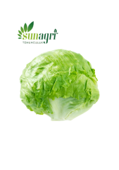 Iceberg Marul Tohumu 1000 adet tohum