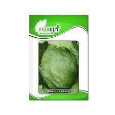 Iceberg Marul Tohumu 1000 adet tohum