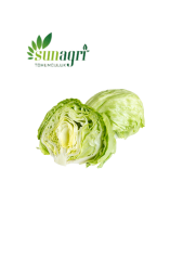 Iceberg Marul Tohumu 1000 adet tohum