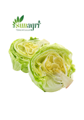Iceberg Marul Tohumu 1000 adet tohum