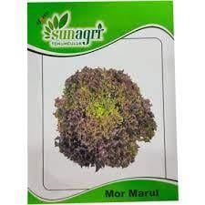 Mor Kıvırcık Marul 1000 Adet Tohum